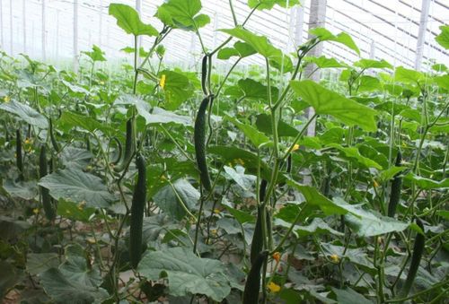 代森锌：作物病害的“守护神”