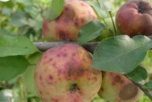 二、丙环唑用后果实品质有影响吗？