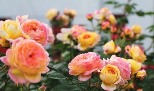 月季花复花小技巧，让你家的月季花常开不败！