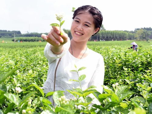 茉莉修剪技巧，如何让花朵爆满枝头