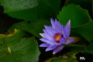 睡莲在秋天会落叶吗？