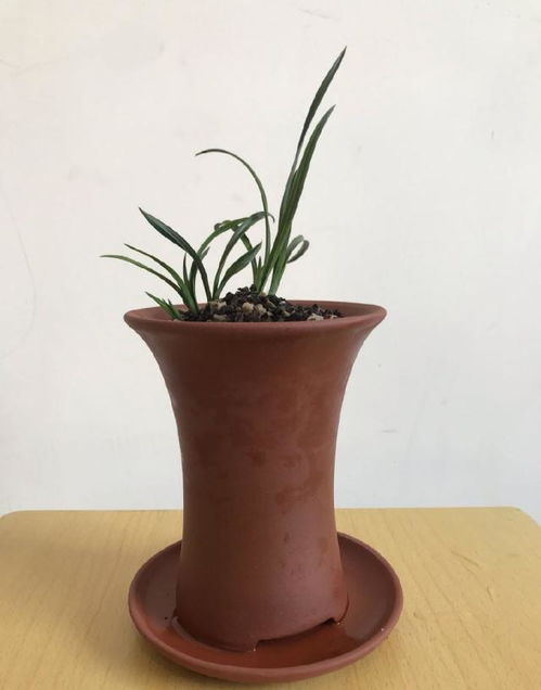 兰花分株的最佳时间是什么时候？分株时需要注意哪些要点