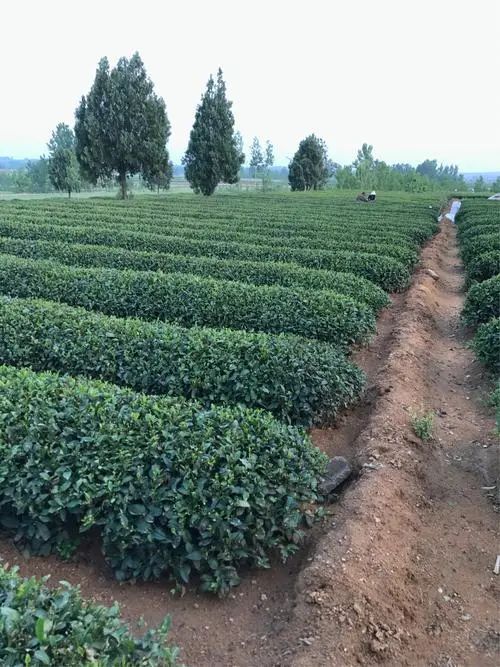 金浩茶油望城基地：掌握黄金种植时节，种出优质茶叶树苗