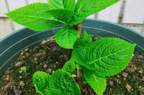 五色梅扦插最佳时节：揭秘畜牧养殖高效技巧
