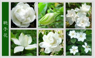 绣球+玉簪+麦冬，混种模式解决树荫难题