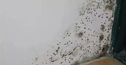 墙面霉菌，让人头疼的小麻烦