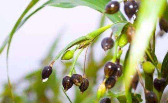 除草剂的小秘密：它Neng干掉哪些杂草？