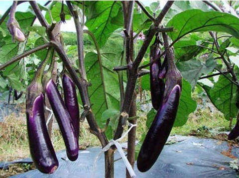 茄子、 向日葵：色彩斑斓，引人注目