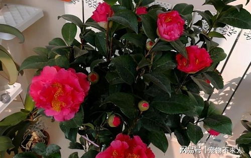 一、 月季花的种植土壤与花盆选择