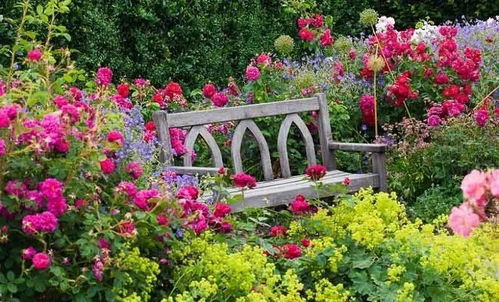 月季修剪， 夏天这么剪才对