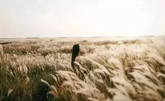 《芦苇之殇：悲剧中的自然启示》——揭秘8月至12月的畜牧业警示