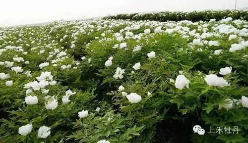 二、 切花牡丹的栽培管理
