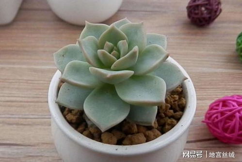 白鸟多肉如何养护？如何让叶片更加饱满