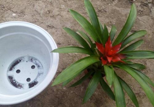 侧芽的神奇切割之旅