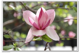 紫玉兰的肥料需求