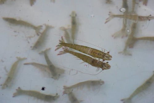 鱿鱼养殖管理涉及水质调控、饲料投喂、病害防治等环节