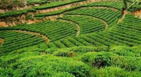 蕲春县茶油基地：揭秘高品质茶叶的育苗秘诀！
