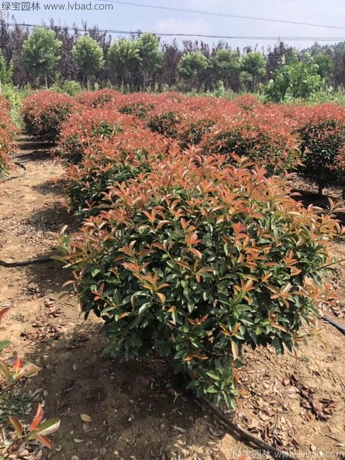 常见的灌木品种有哪些？请推荐一些适合家庭花园种植的灌木品种