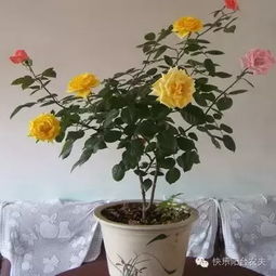 月季花有哪些特点？新手养殖月季花必看攻略