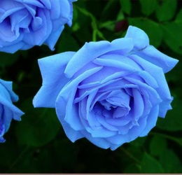 玫瑰， 爱的使者