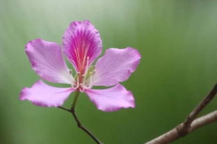紫荆花叶子发黄，需查明原因