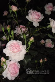 英格兰玫瑰的花期之谜