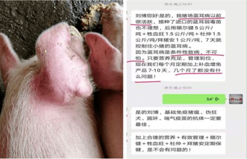 猪场稳住蓝耳，真就猪不流产不死猪了吗？