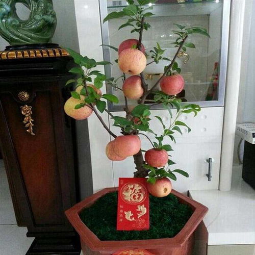 “苹果树掉果怎么办？专业养护技巧大揭秘！”