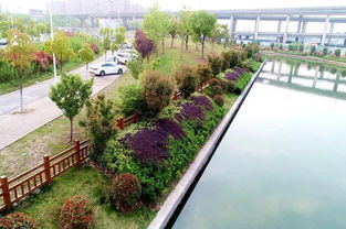 北京绿化带那些事儿