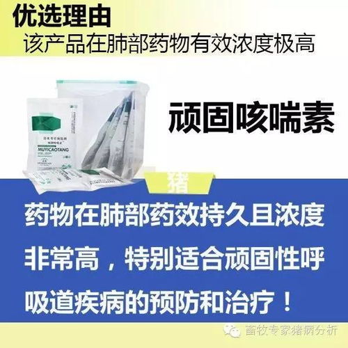 猪场反复咳喘怎么办？雾化给药Neng高效解决打针拌料痛点吗？