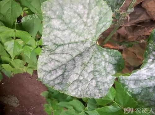 黄瓜感染灰霉病后还Neng吃吗