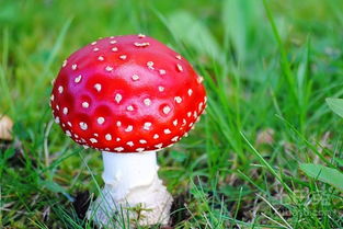 蘑菇种类大全及图片，你认识哪些