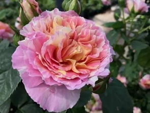 粉色龙沙宝石：经典中的经典