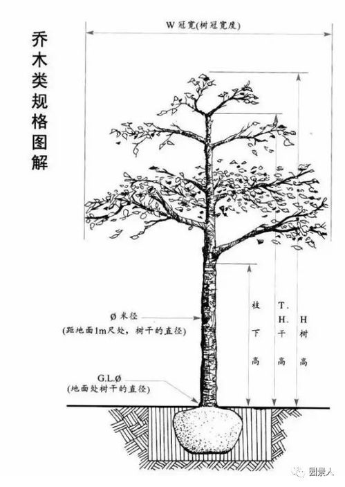 先说说什么是冠幅？