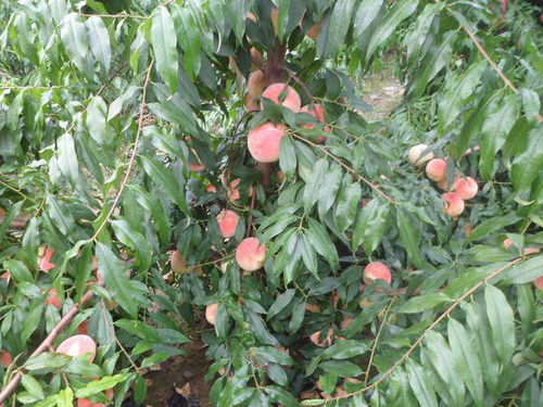 桃子种植的时机选择