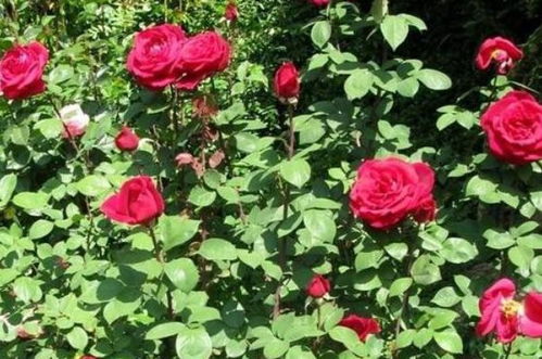 林肯先生， 古老月季