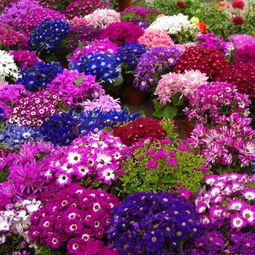 校园花圃适宜花卉推荐