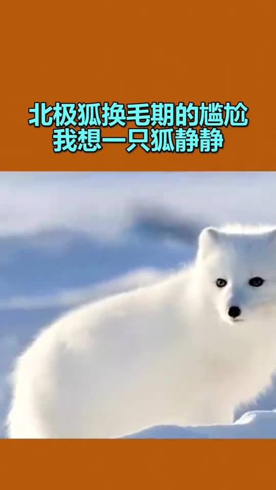 北极狐育种标准：确保种狐品质的科学方法