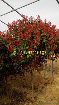 阳光、水分，缺一不可