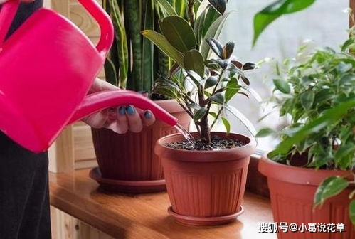 玻璃翠浇肥需考虑土壤肥力与植物营养需求