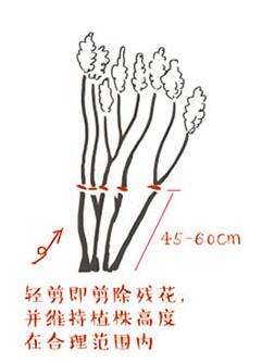 无尽夏修剪图解中，修剪3要点分别是什么