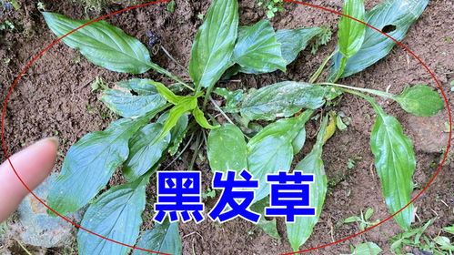 难道这农药真的无解？我该怎么办呢？