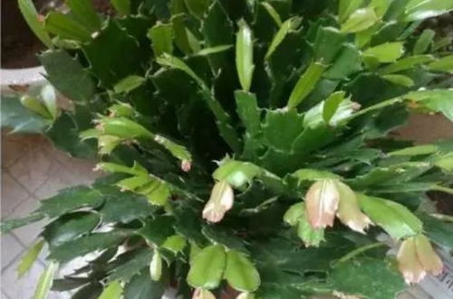 一、 施肥 一周施肥一次...