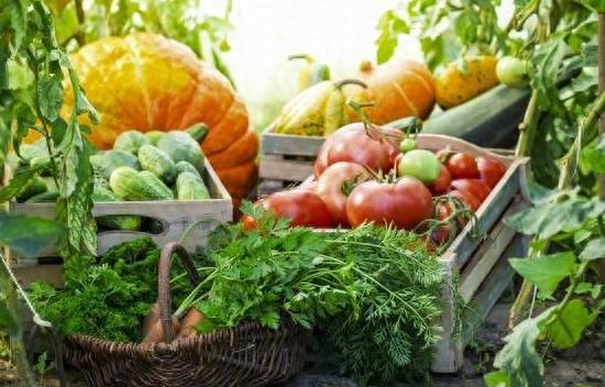 适合当前时间种植的蔬菜