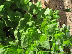 十月的种植小秘密：适合种植哪些草？