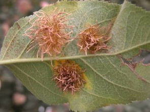 刚竹锈病的病原揭秘