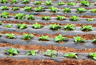 移栽大田小苗， 那些不得不说的事