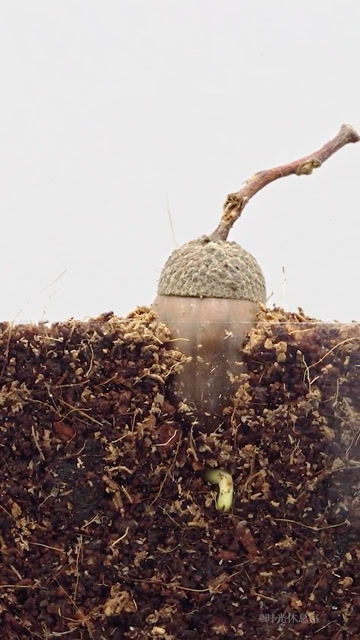 种子浸泡， 轻松开始