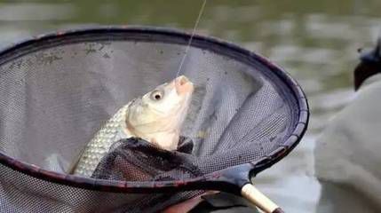 1.2主线搭配0.8子线，适合钓中小型鱼类