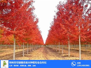 红枫树苗价格不一，了解其价格需明确树苗大小、品种等因素